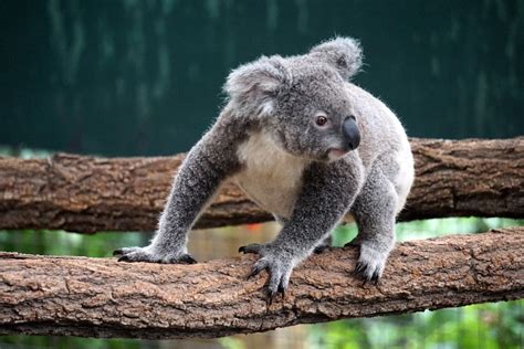 仙人掌長葉子|PinguKoala: 仙人掌的葉，具有哪些功能